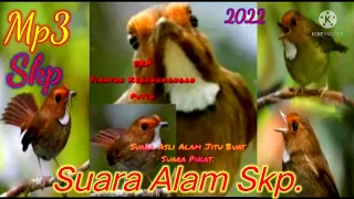 Download Mp3 suara asli alam SKP. cocok buat suara pikat.jamin jitu 100%.trbaru 2022 MP3