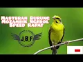Download Lagu Suara Burung Mozambik Ngerol untuk Masteran