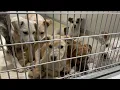Nearly 80 dogs seized from poor living conditions in Muskegon County