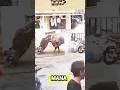 Download Lagu Sapi ngamuk #sapi #banteng #hewan #viralvideo