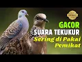 Download Lagu Tekukur Kuk 2 AMPUH - Suara Paling Gacor Terbukti Ampuh Untuk Pikat \u0026 Pancingan #2