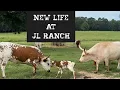 Download Lagu New Life at JL Ranch