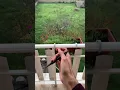 Karambit tricks