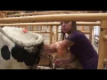 Dairy Cow Breeding