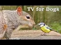 Download Lagu The Ultimate Video for Dogs : TV for Dogs - Fun in The Forest ✅