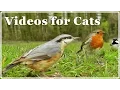 Download Lagu Cat TV - Video for Cats - Birds Extravaganza : 7 Hours of TV for Cats with Beautiful Bird Sounds ✅