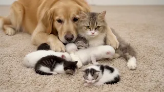 [Virtual Story] Can a Retriever Help Protect a Cat Family?