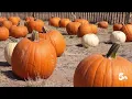 The Pick of the Patch A Guide to the Best Pumpkin Patches in Southern Colorado