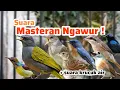 Download Lagu MASTERAN NGAWUR! Suara burung masteran campuran kombinasi!