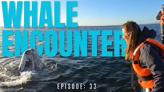 The Noeta Crew Visits the Gray Whales…Or do the Whales Visit Them?!