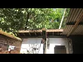 Lagu SIANG YANG PANAS DI BELAKANG RUMAH
