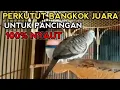 Download Lagu PERKUTUT BANGKOK JUARA UNTUK PANCINGAN 100% NYAUT