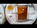 barrel colony
