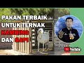 Download Lagu PAKAN TERBAIK UNTUK TERNAK KAMBING DAN SAPI #bayudiningrat #bayusehatmandiri #ternakkambingbsm