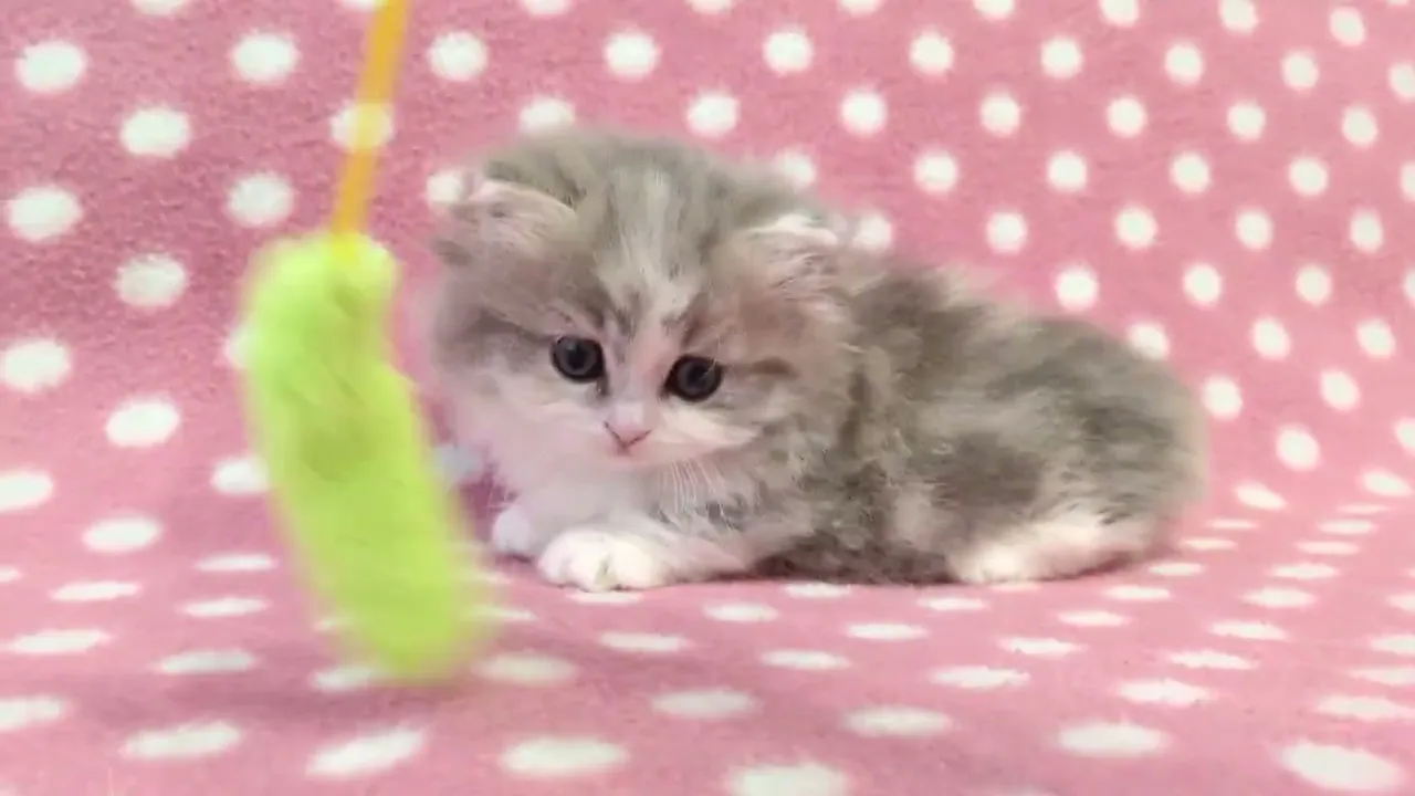 動画