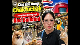 #Vlog 9 : chợ thú cưng Chaktuchak quá đã, Red Building bán đồ 2hand quá bự đi mỏi chân chưa hết