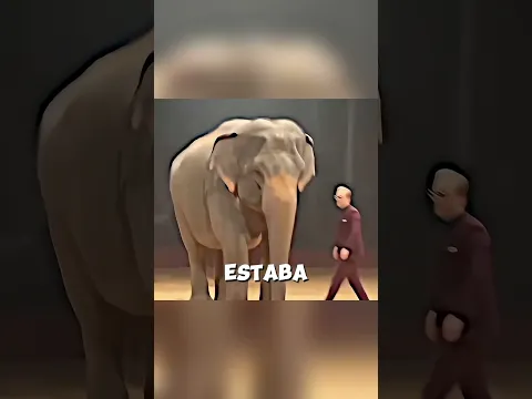 🐘🎩 ¡El Mago Intentó Hacer Desaparecer al Elefante! 😱✨