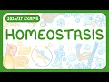 GCSE Biology - Homeostasis Receptors Coordination Centres Effectors Negative Feedback