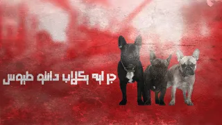 حالات واتس مهرجانات حمو بيكا وشواحه 2019 