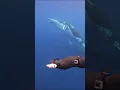 You can communicate with Humpback Whales...and it's beautiful! #freediving #humpbackwhale