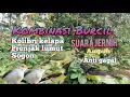 Download Lagu Suara Pikat Burcil Kombinasi Kolibri Kelapa Prenjak Lumut Sogon Dijamin Ampuh