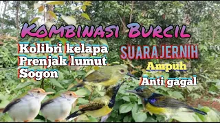 suara pikat burcil kombinasi kolibri kelapa prenjak lumut sogon dijamin ampuh