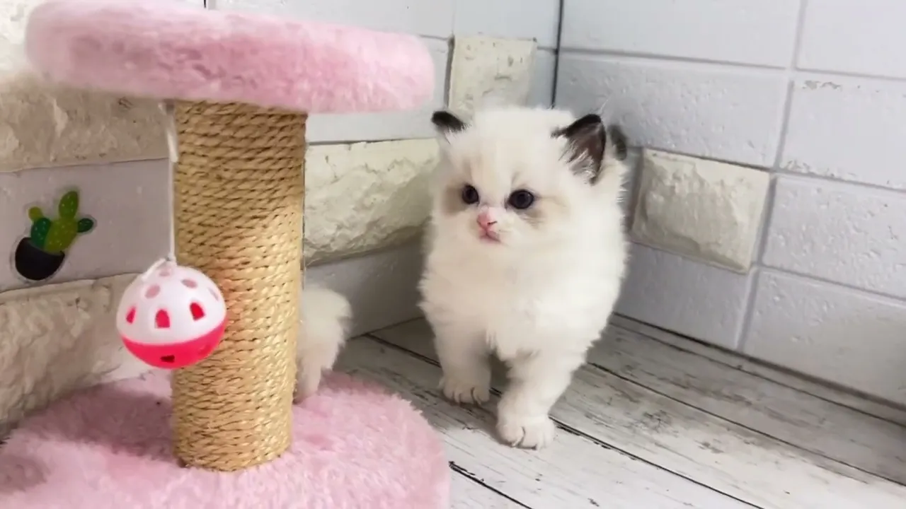 動画
