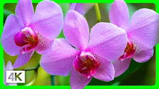 Breathtaking Summer Colors in 4K - Vibrant Summer Flowers & Relaxing Music