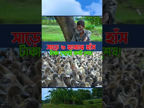 সাড়ে ৩ হাজার হাঁস পালন! 🦆💰 টাকা পেলেই কষ্ট লাগে না—খামারির মুখেই শুনুন #shortsvideo