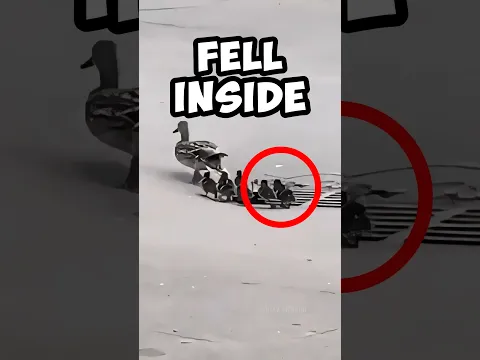 Ducklings Fell INSIDE!!!