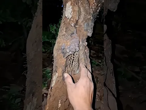 Man Thought It Was Just a Cat