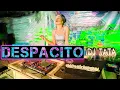 Despacito||Tamara emk||