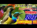 Download Lagu Suara Pikat Semua Jenis Burung liar Kecil dan Besar Terbaru dan Ampuh.Kicau mania