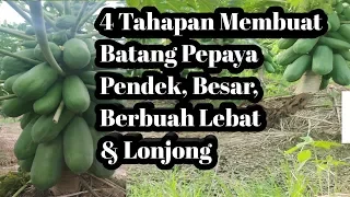 Download 4 Tahapan Membuat Pepaya California Batang Pendek, Besar, Berbuah Lebat \u0026 Lonjong MP3