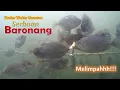 Lagu Kamera Bawah Air - Dahsyatnya !!! Serbuan Baronang Marunda // Trip Singkat Hasil Melimpah