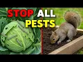This ONE TRICK Eliminates 95 of PEST PROBLEMS in the Garden