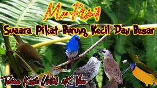 Download SUARA PIKAT BURUNG CAMPUR CAMPUR |Mix Sg Pulot MP3