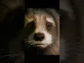 Download Lagu Rocket Racoon | Pluto projector