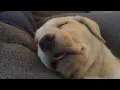 Olive and Mabel - Puppy Love