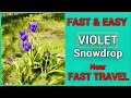 Fast Easy Violet Snowdrop