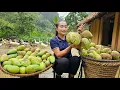 Download Lagu Harvesting sour mangoes goes to the market sell - Sweet and sour mango salad recipe | Ly Thi Tam