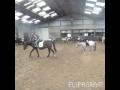Download Lagu Pony's van manege pareynhof waar ik al op gereden heb.
