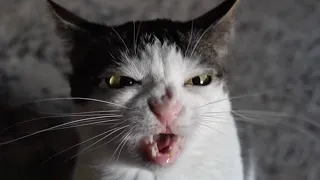 Crunchycat - epic nose scrunch