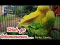 Lagu Burung Parkit Kawin