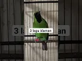 Download Lagu Cucak Ijo Bongkar Isian kuntilanak kapas Tembak Sambung kenari#cucakijo #shorts