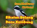 Download Lagu SUARA PIKAT SIKATAN BELANG | SUARA PIKAT DECU KEMBANG