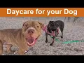Dog TV Daycare