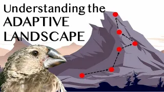 Understanding the Adaptive Landscape
