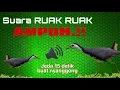 Download Lagu # Pikat suara burung ruak-ruak (2), jeda 15 detik buat nyanggong