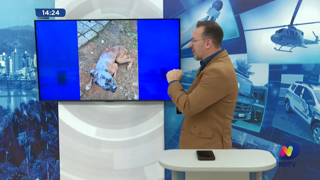 Mulher é presa no Alto Vale por maus-tratos aos animais